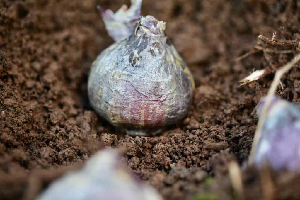 a hyacinth bulb being planted in soil, showing how to plant hyacinth bulbs