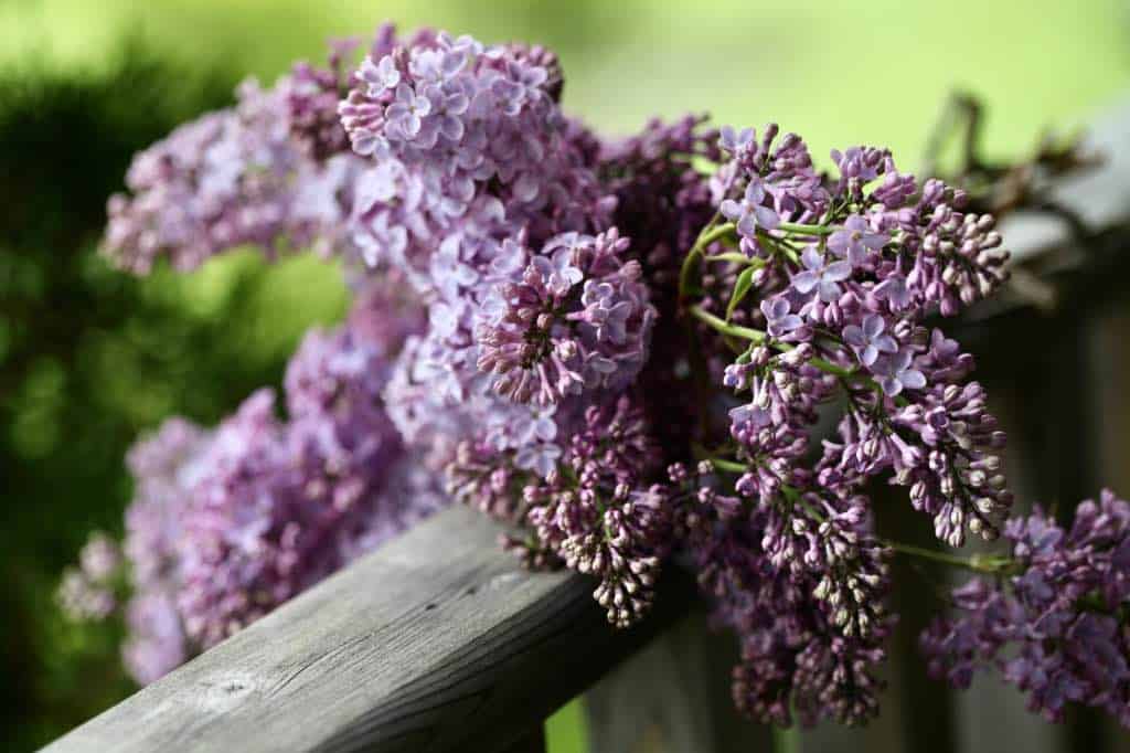 purple lilac flowers on a wooden railing