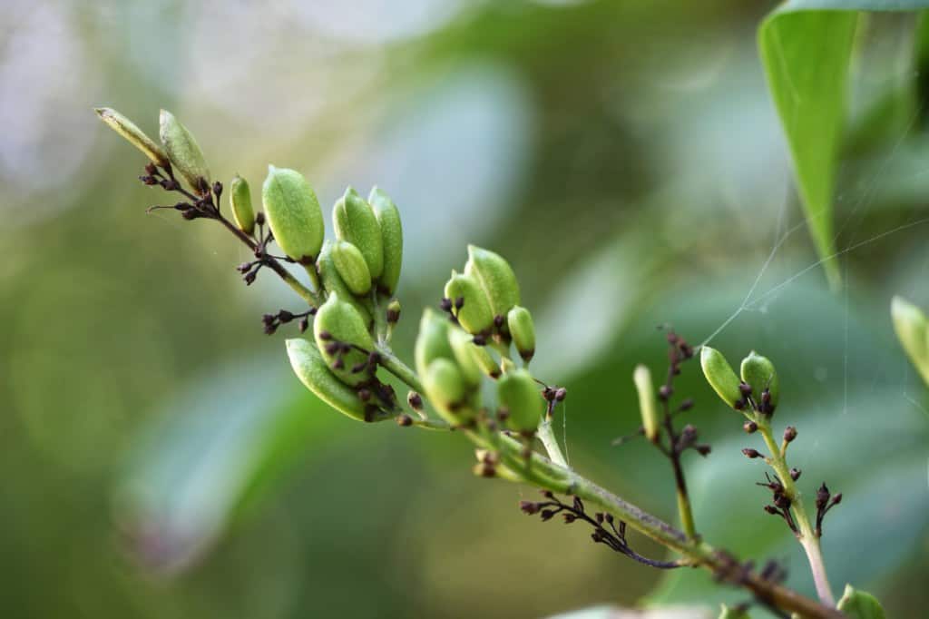 lilac seed pods forming after the blooms are spent