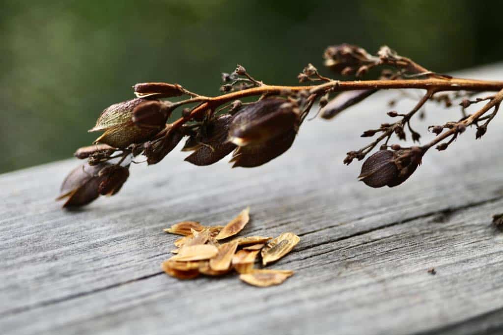 lilac seeds and seed pods on a wooden railing
