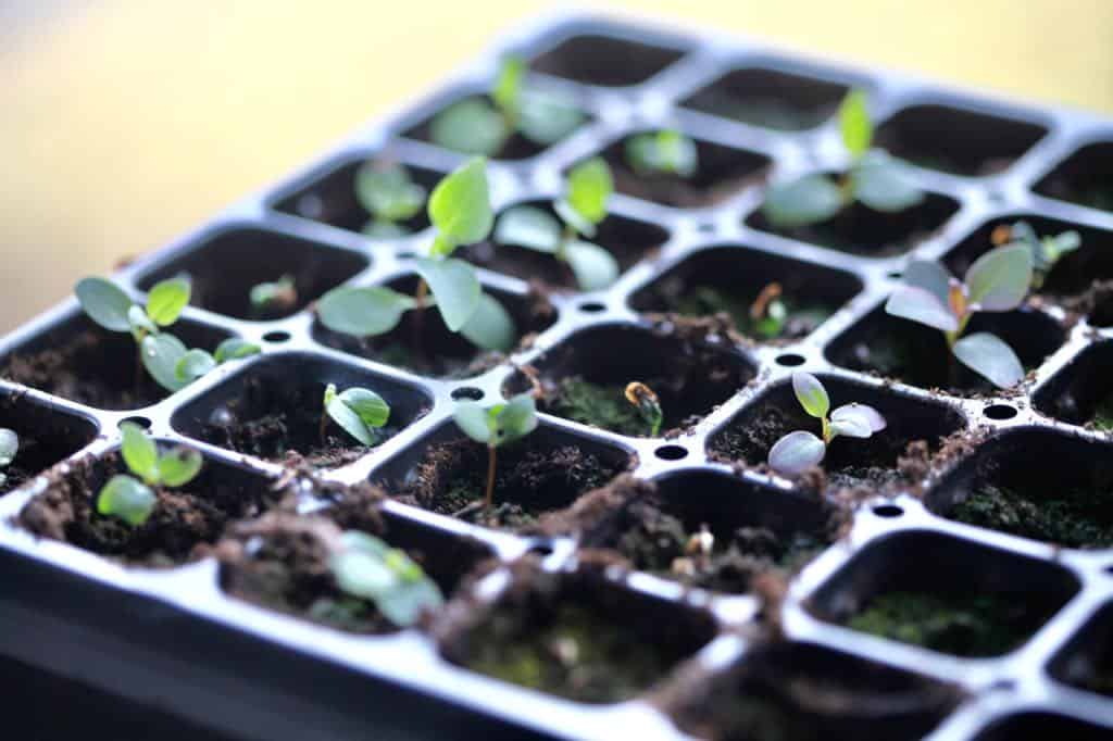 lilac seeds planted in cell trays, one month after planting, showing how to grow lilacs from seed