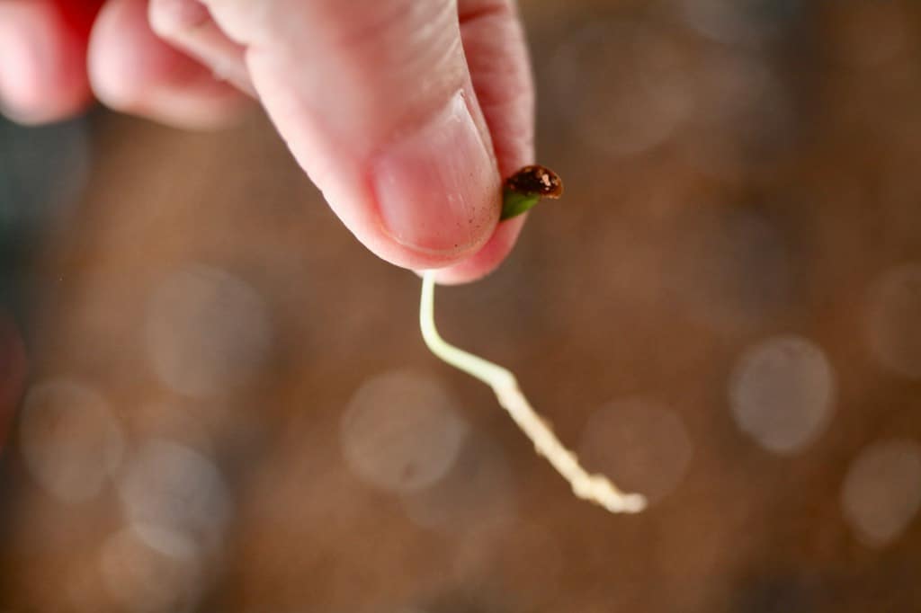 a hand holding a germinating lilac seed, showing how to grow lilacs from seed