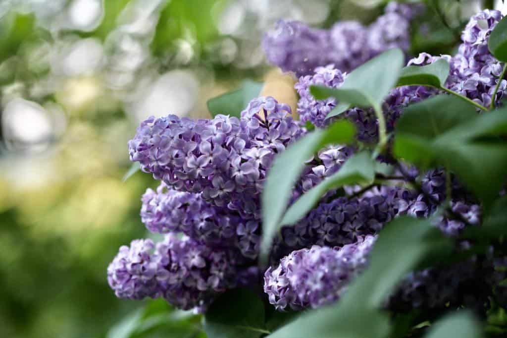 purple lilac flowers on a lilac bush growing in the garden