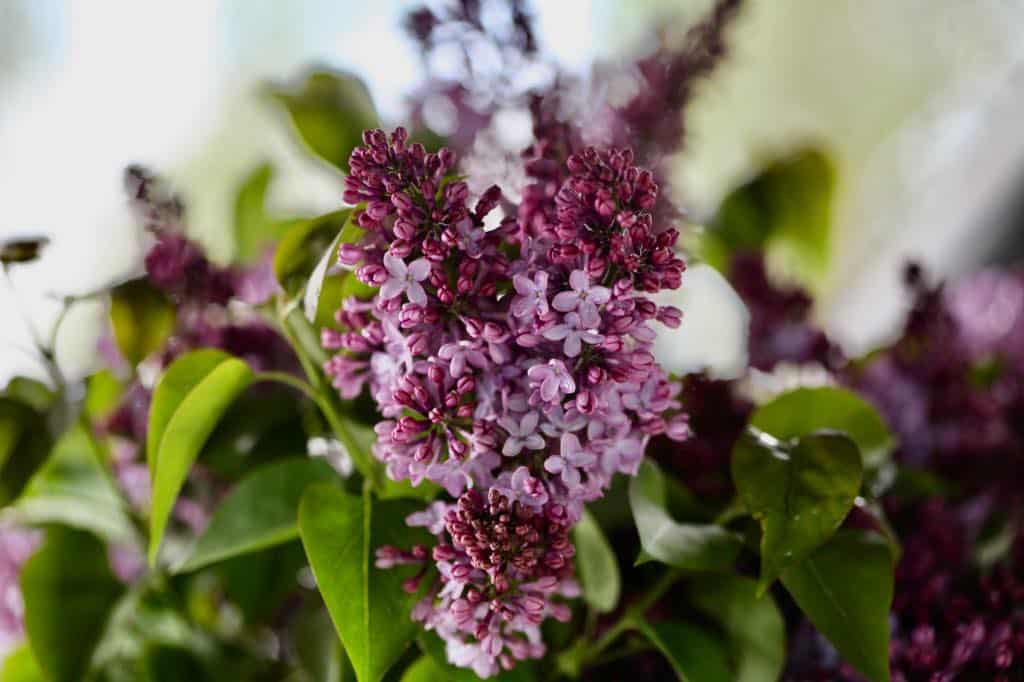 purple lilac flowers on a lilac bush , showing how to grow lilacs