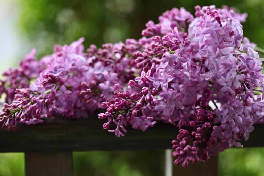 lilac flowers on a wooden railing
