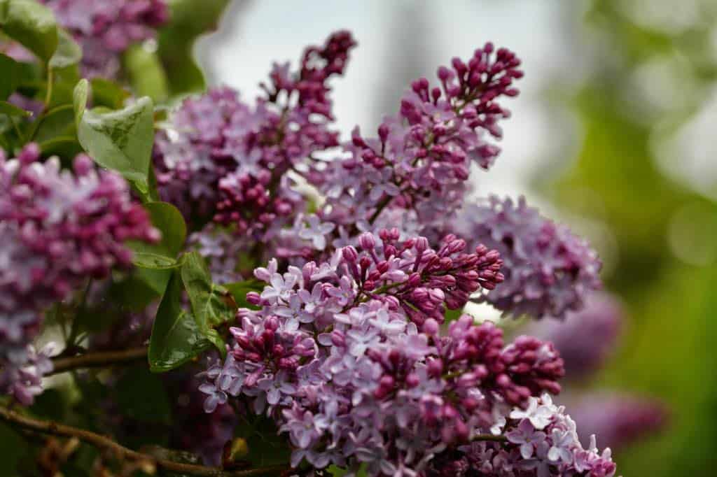 purple lilac flowers on the bush,  discussing how to grow lilacs from seed