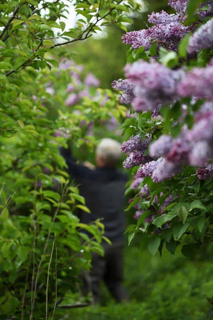 a man picking lilac flowers in the distance