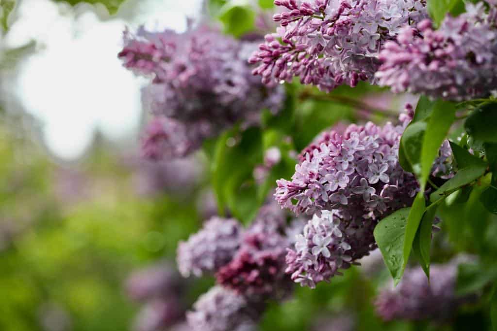 purple lilac flowers on a lilac bush showing how to grow lilacs