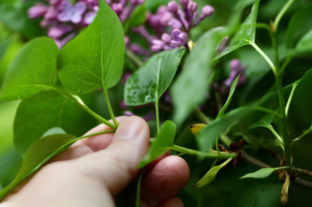 a hand holding lilac foliage