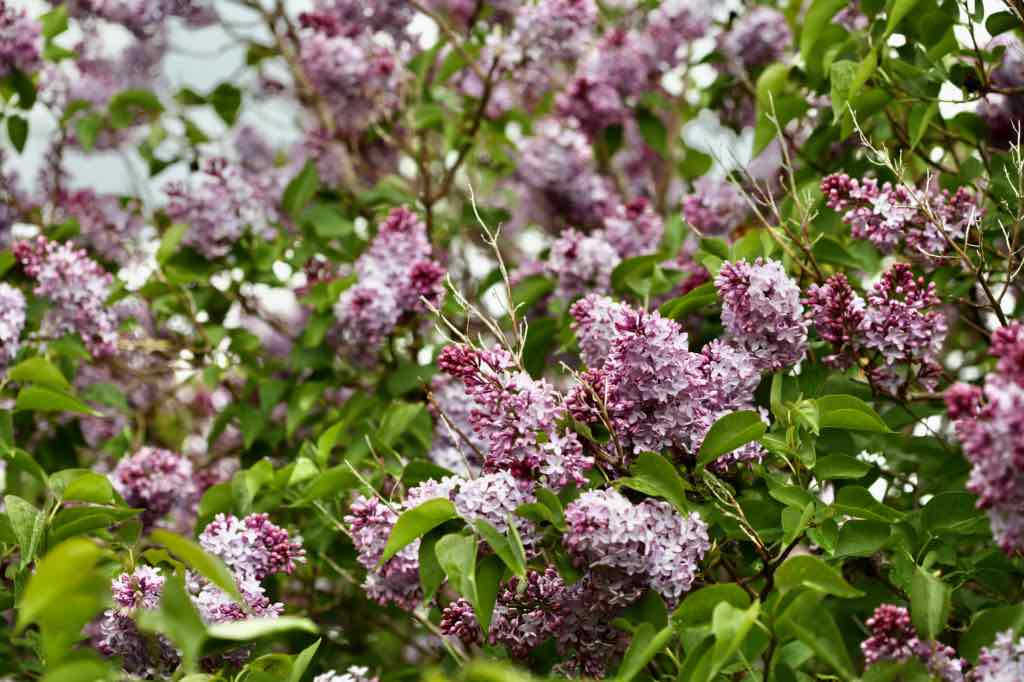 purple lilac flowers on a lilac bush, showing how to grow lilacs