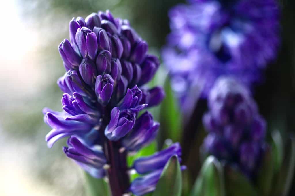 two purple hyacinth flowers
