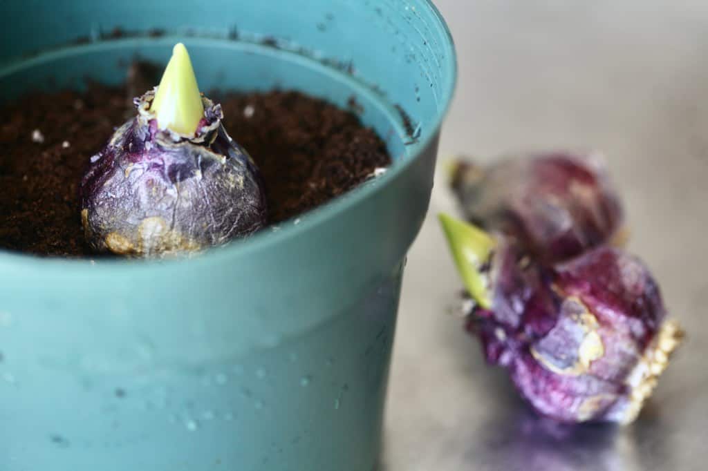 a hyacinth bulb being planted in a pot, with bulbs on the table next to it