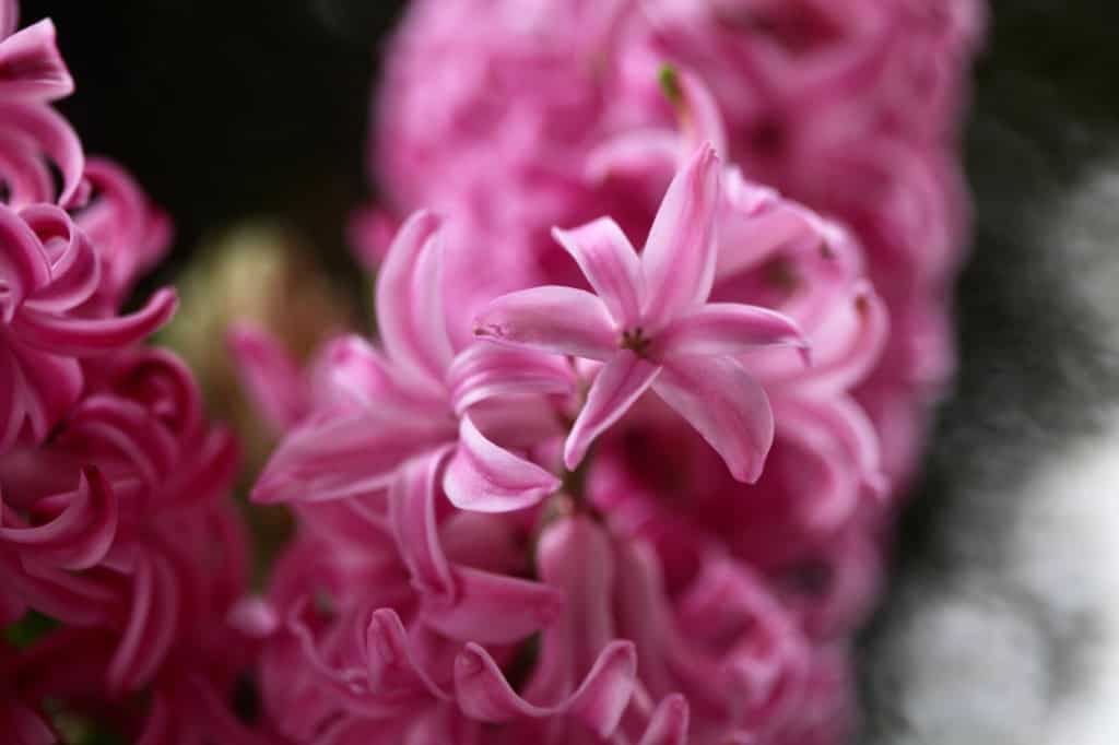 pink pearl hyacinths with pink flowers