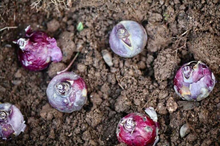 How To Plant Hyacinth Bulbs Planting And Care Farmhouse & Blooms