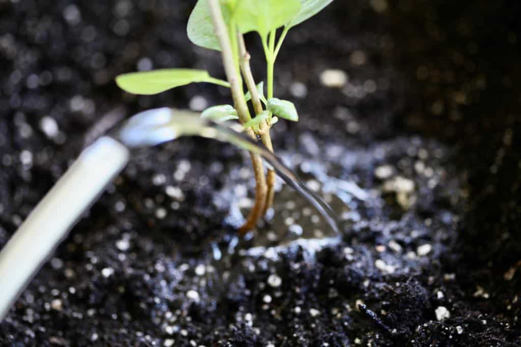 a newly planted lilac plant being watered, showing how to grow lilacs