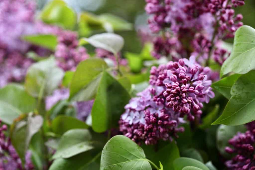 purple lilac flowers on a lilac bush, showing how to grow lilacs