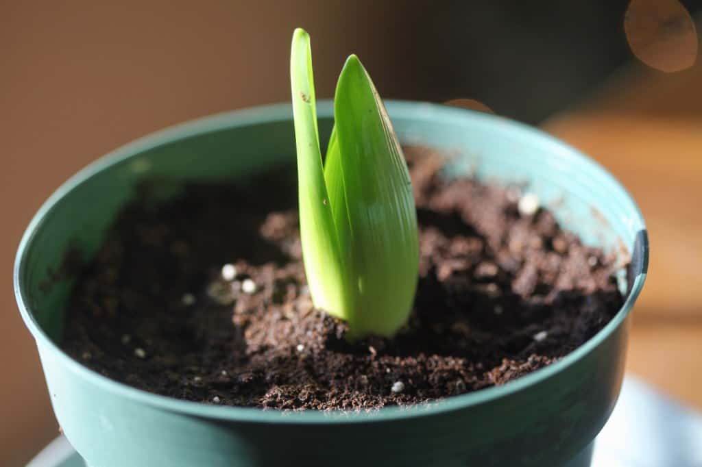 potted forced hyacinth bulb several weeks after planting