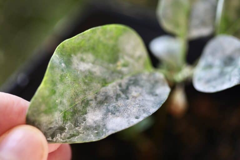 How To Grow Lilacs From Seed Planting And Care Farmhouse & Blooms