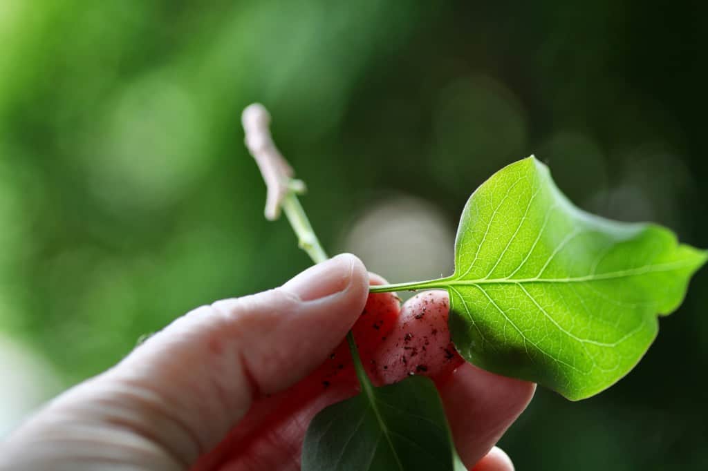 a hand holding a lilac cutting, showing how to grow lilacs