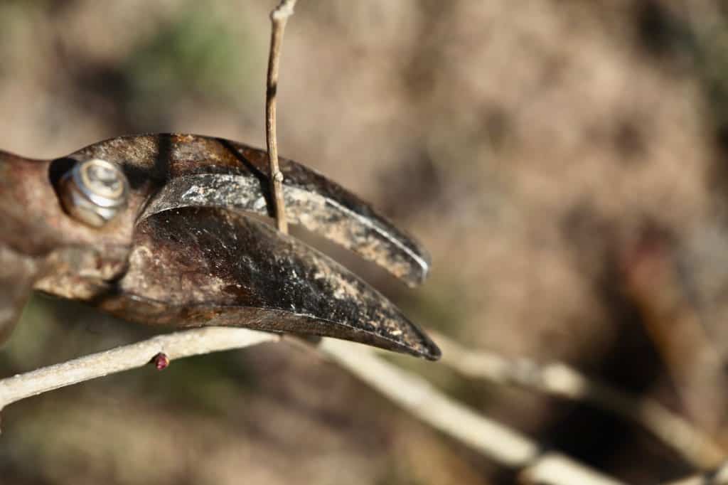 pruning a lilac stem with a pair of pruners