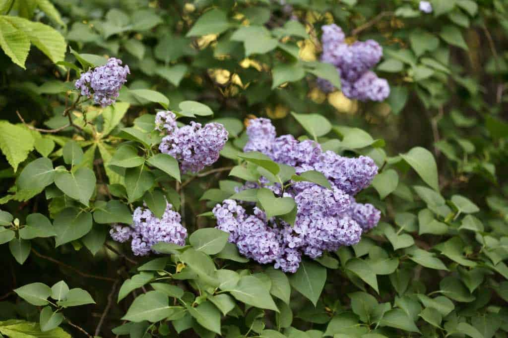 purple lilac flowers on a lilac bush, showing how to grow lilacs