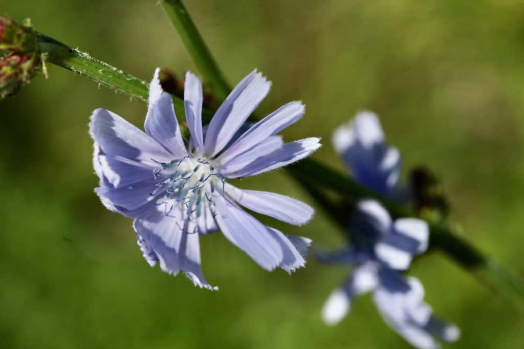 a wild chicory flower