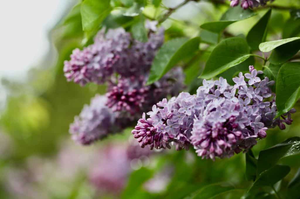 purple lilac flowers on a lilac bush growing in the garden