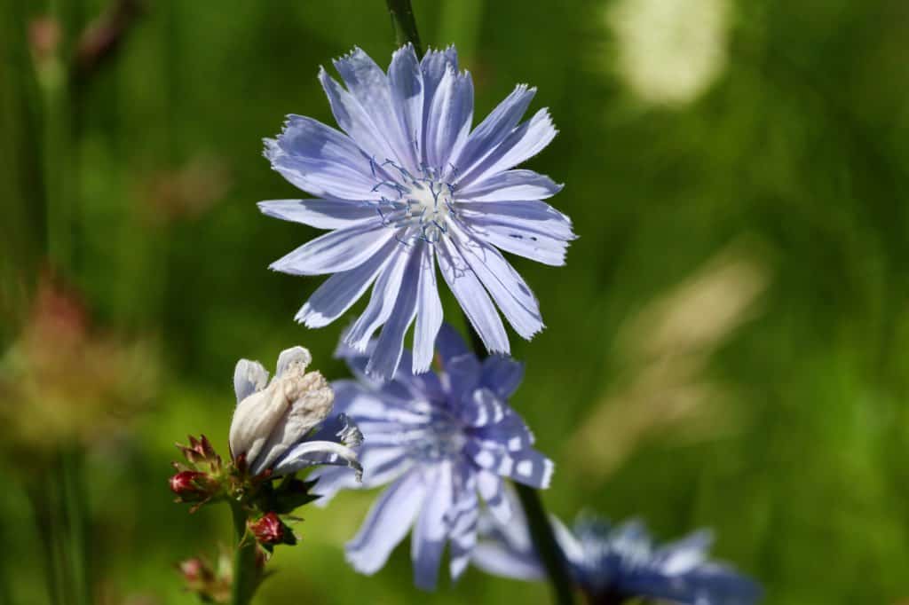 chicory flowers growing in the garden