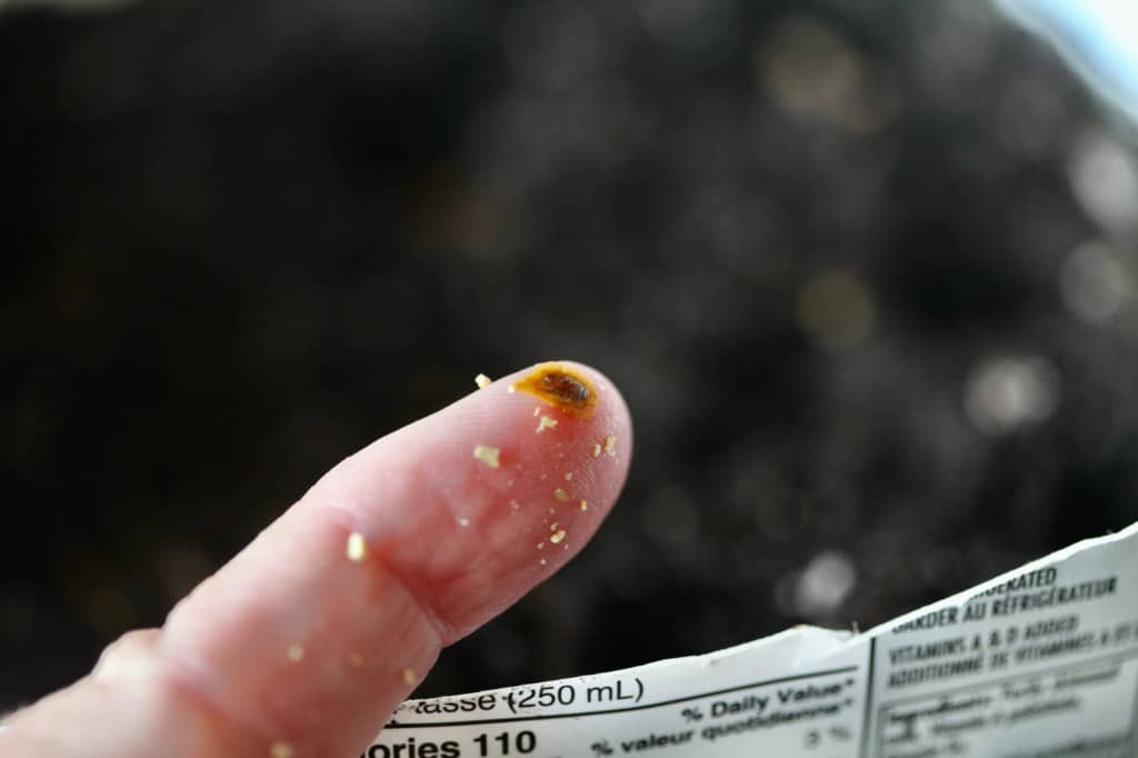 a finger holding up a lilac seed for planting in a milk jug, showing how to grow lilacs from seed