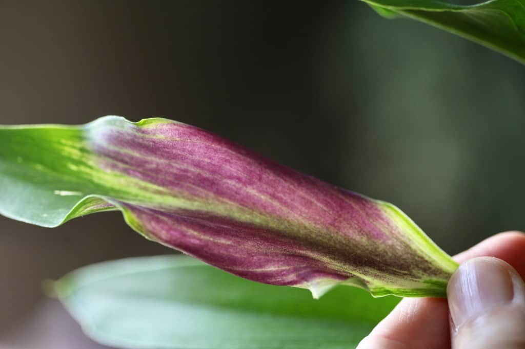 a calla lily leaf with a splash of color