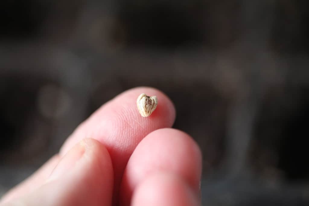 a hand holding a calla lily seed