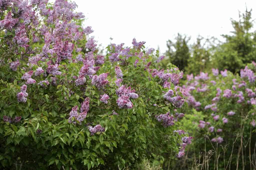 a hedge of common lilac, or Syringa vulgaris