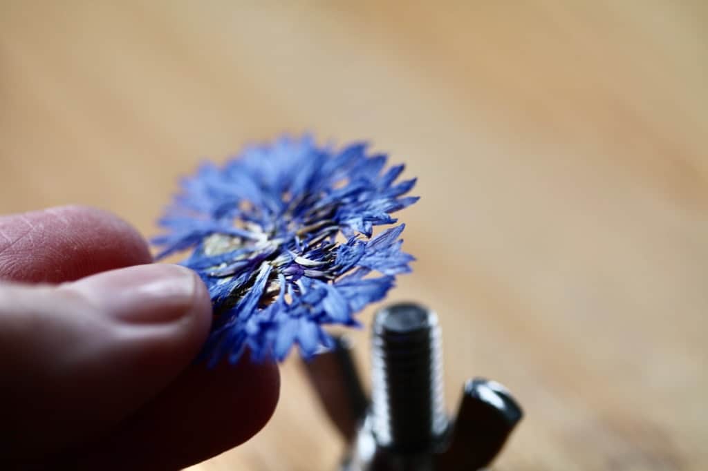 a hand holding a pressed bachelor button flower next to a flower press
