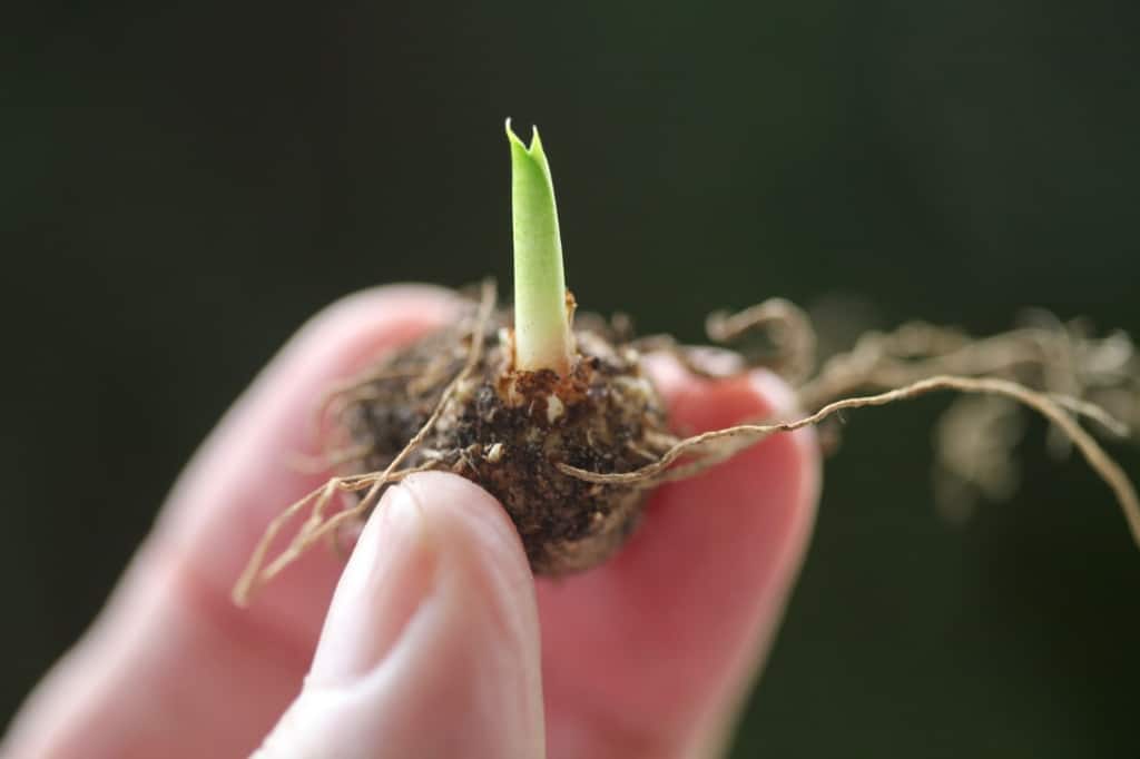 a hand holding a very tiny calla lily rhizome sprouting