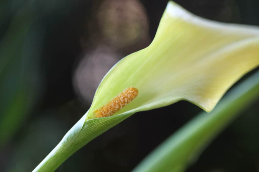 a yellow calla lily flower