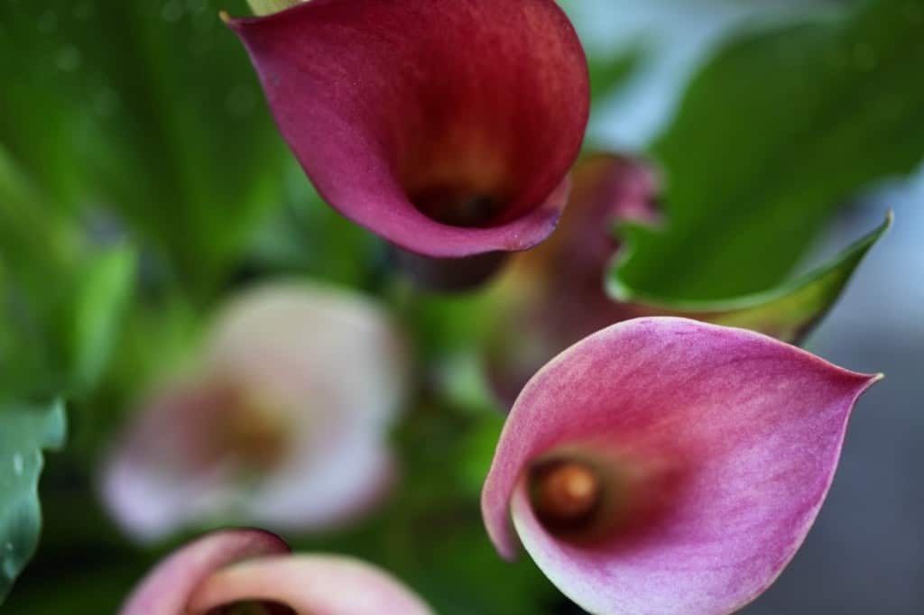pink tube shaped flowers
