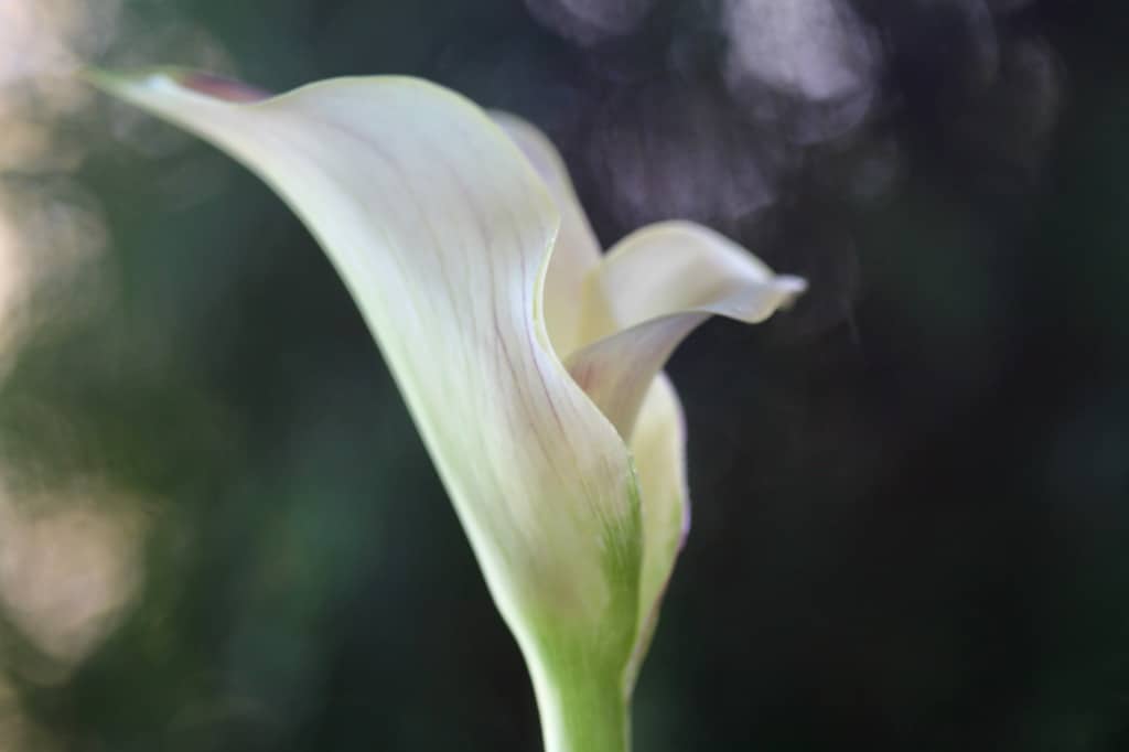 a white calla lily flower