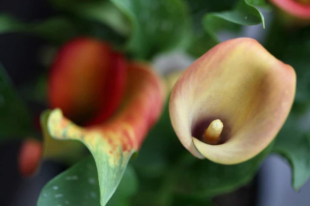 orange and cream tube shaped flowers