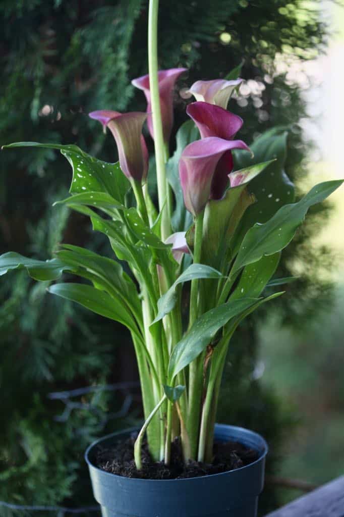 purple flowers in a pot