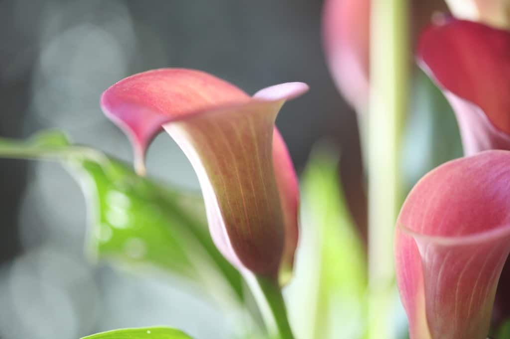 pink calla lily flowers