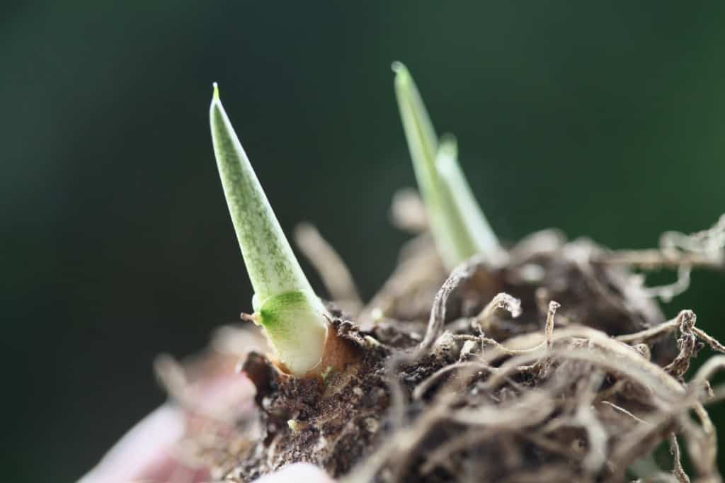 calla lilies beginning active growth in spring