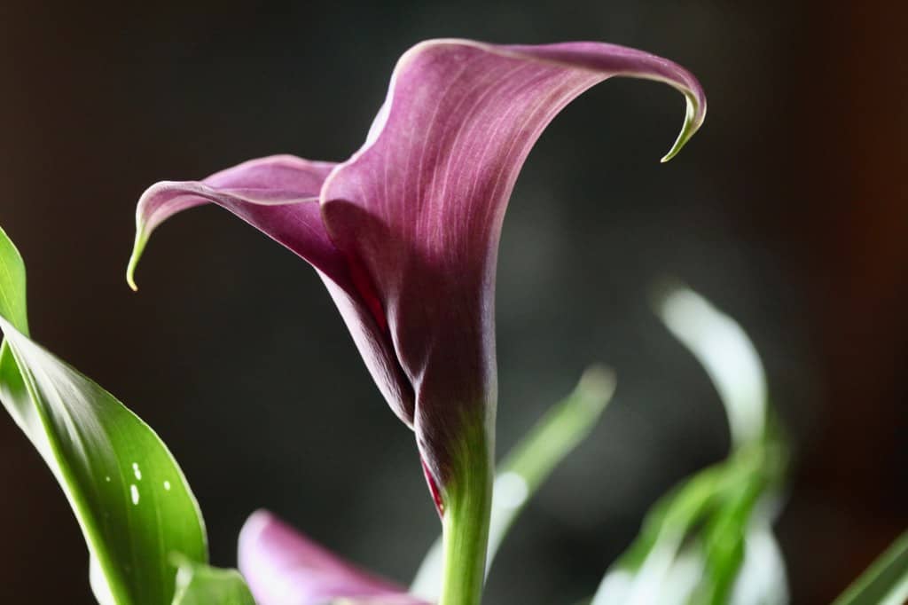 a purple calla lily flower