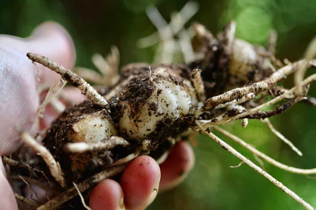 a hand holding calla lily rhizomes which were lifted in the fall for storage