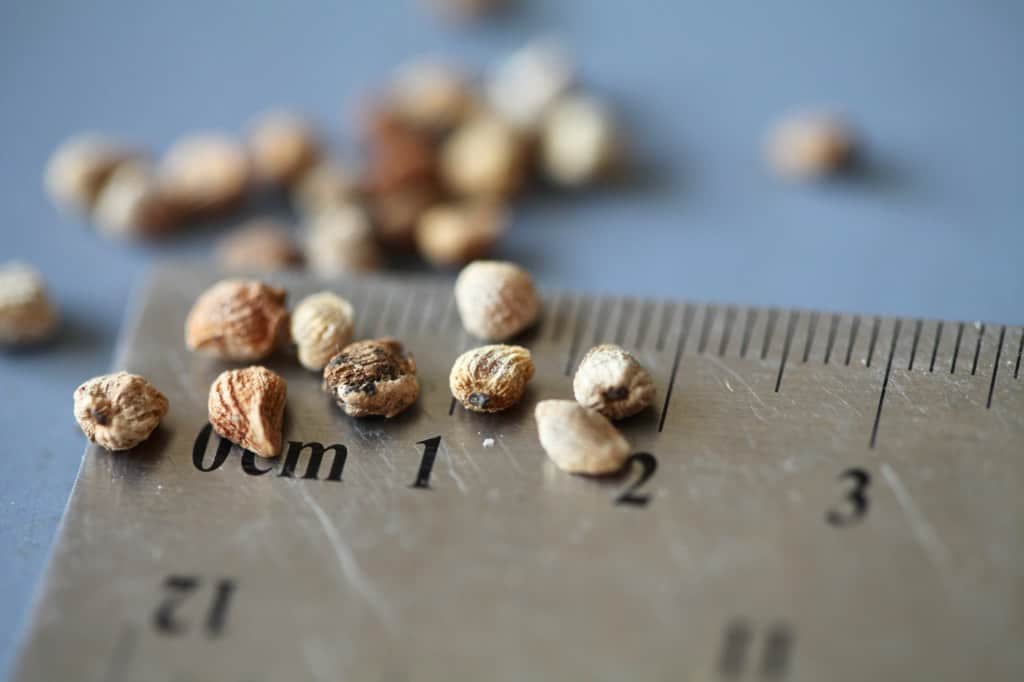 calla lily seeds on a ruler