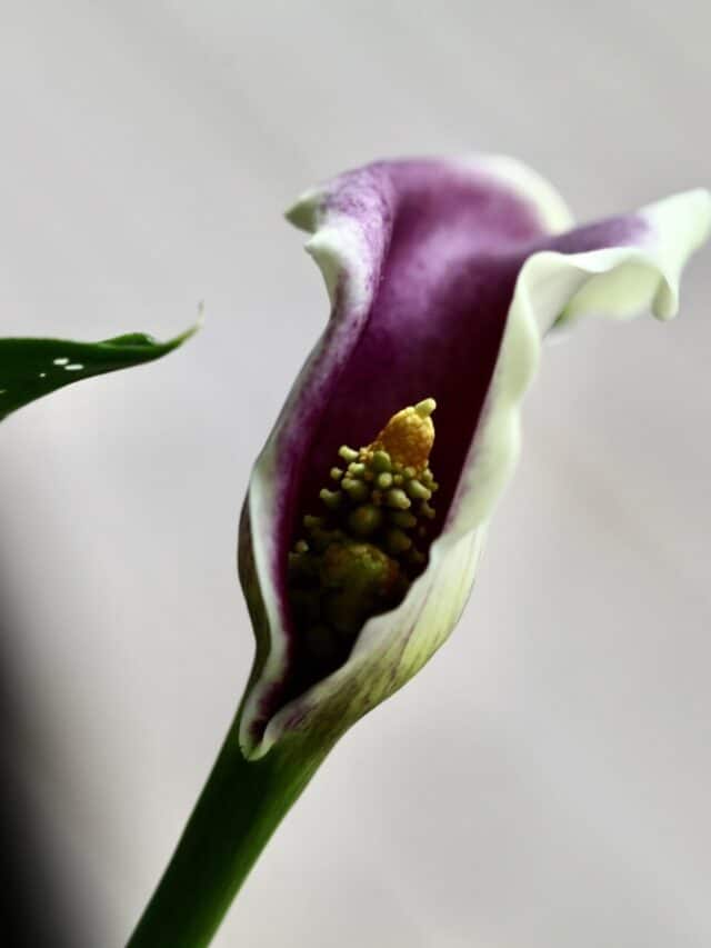 Planting Calla Lily Bulbs For Beginners