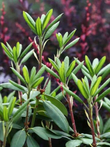 rhododendron plant with green leaves