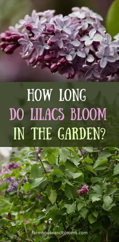 how long do lilacs bloom- pinterest pin