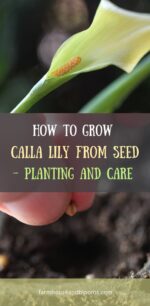 How To Grow Calla Lily From Seed- Planting And Care - Farmhouse & Blooms