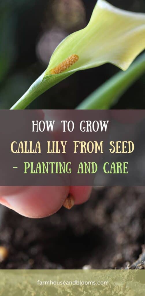 how to grow calla lily from seed- pinterest pin