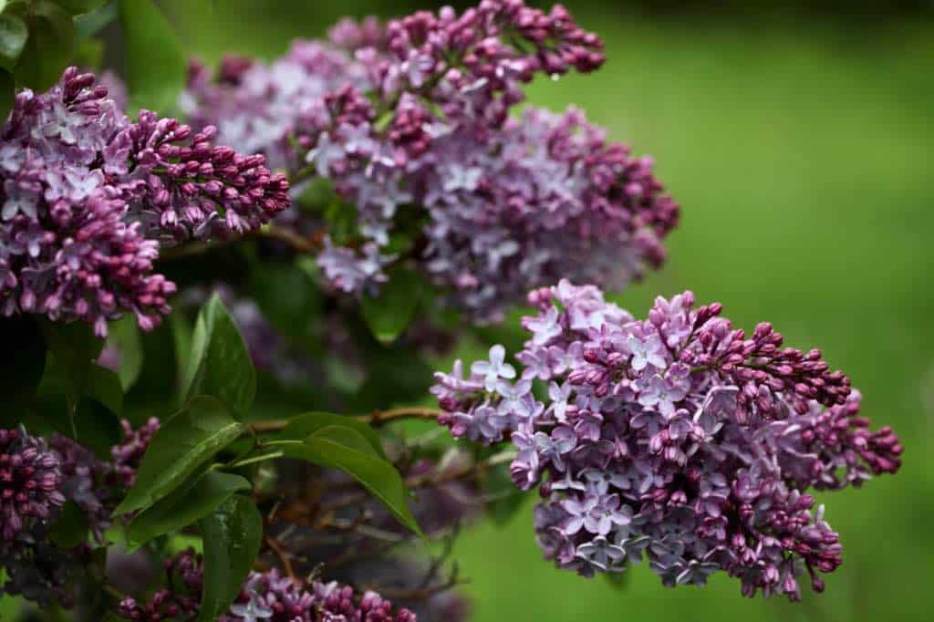 purple lilac flowers blooming on the bush